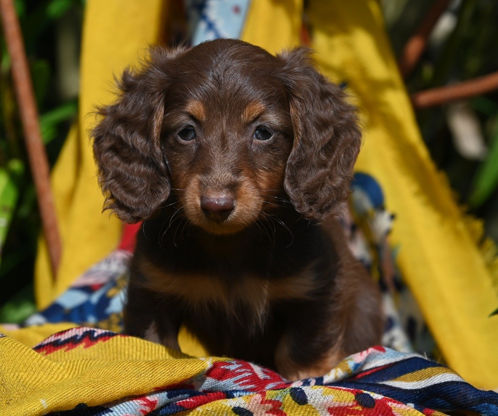 Des Diamants De Monte-Carlo - Chiot disponible  - Teckel poil long