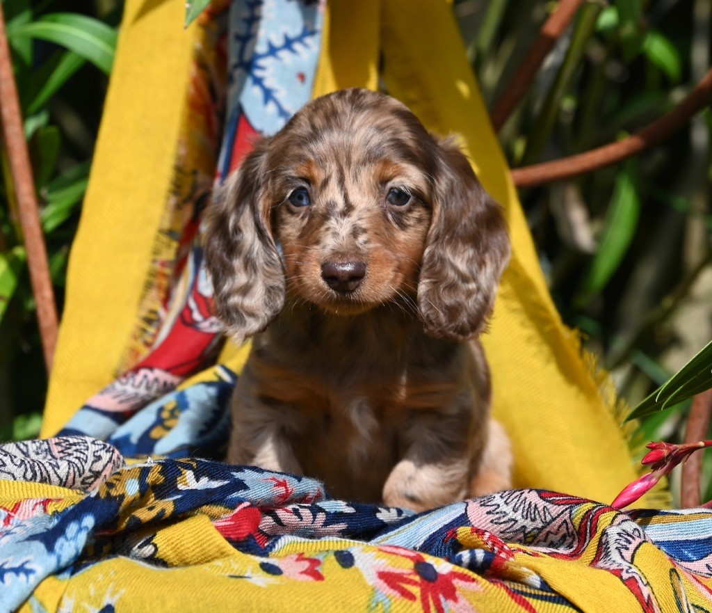 Des Diamants De Monte-Carlo - Chiot disponible  - Teckel poil long