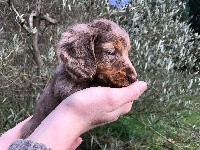 Chiot kaninchen chocolat arlequin mâle