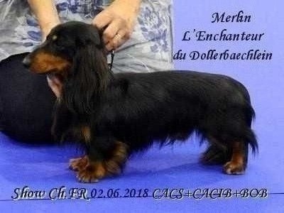 CH. Merlin l'enchanteur du Dollerbaechlein