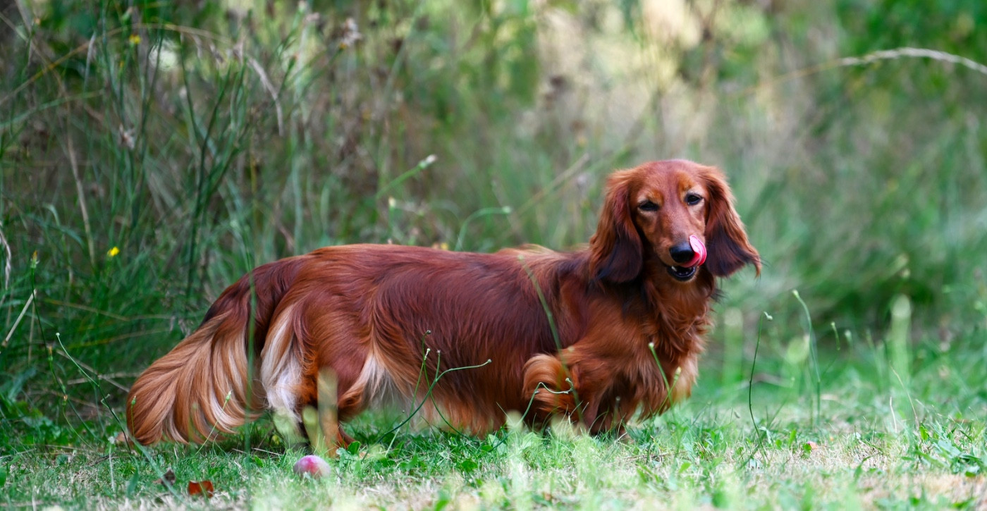 CH. Tosca  Des Diamants De Monte-Carlo