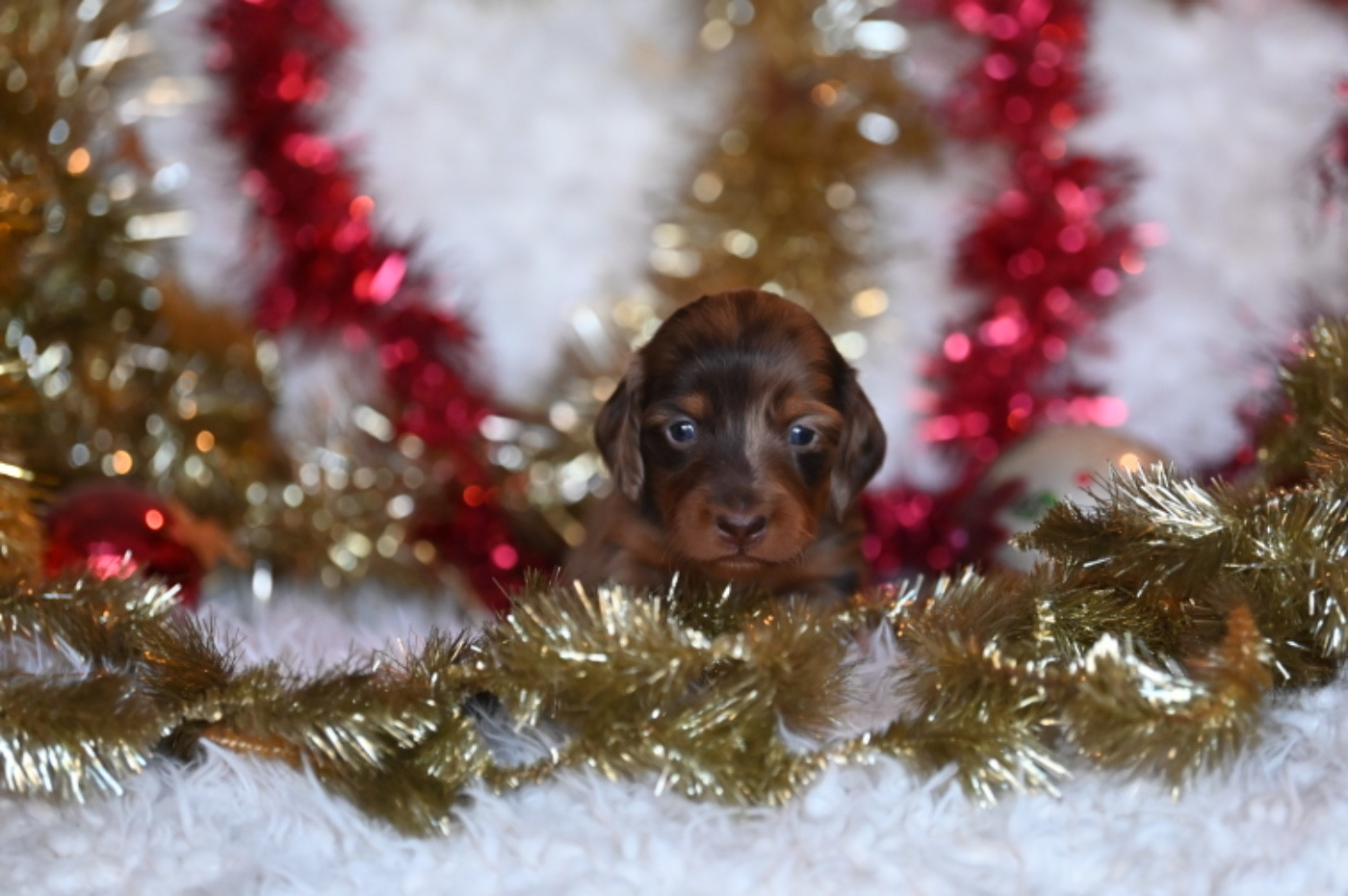 Des Diamants De Monte-Carlo - Chiots disponibles - Teckel poil long