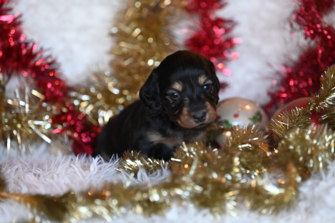 Des Diamants De Monte-Carlo - Chiots disponibles - Teckel poil long
