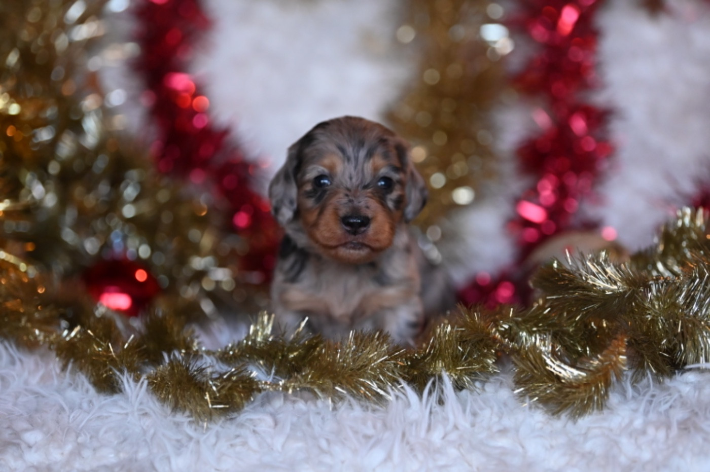 Des Diamants De Monte-Carlo - Chiots disponibles - Teckel poil long