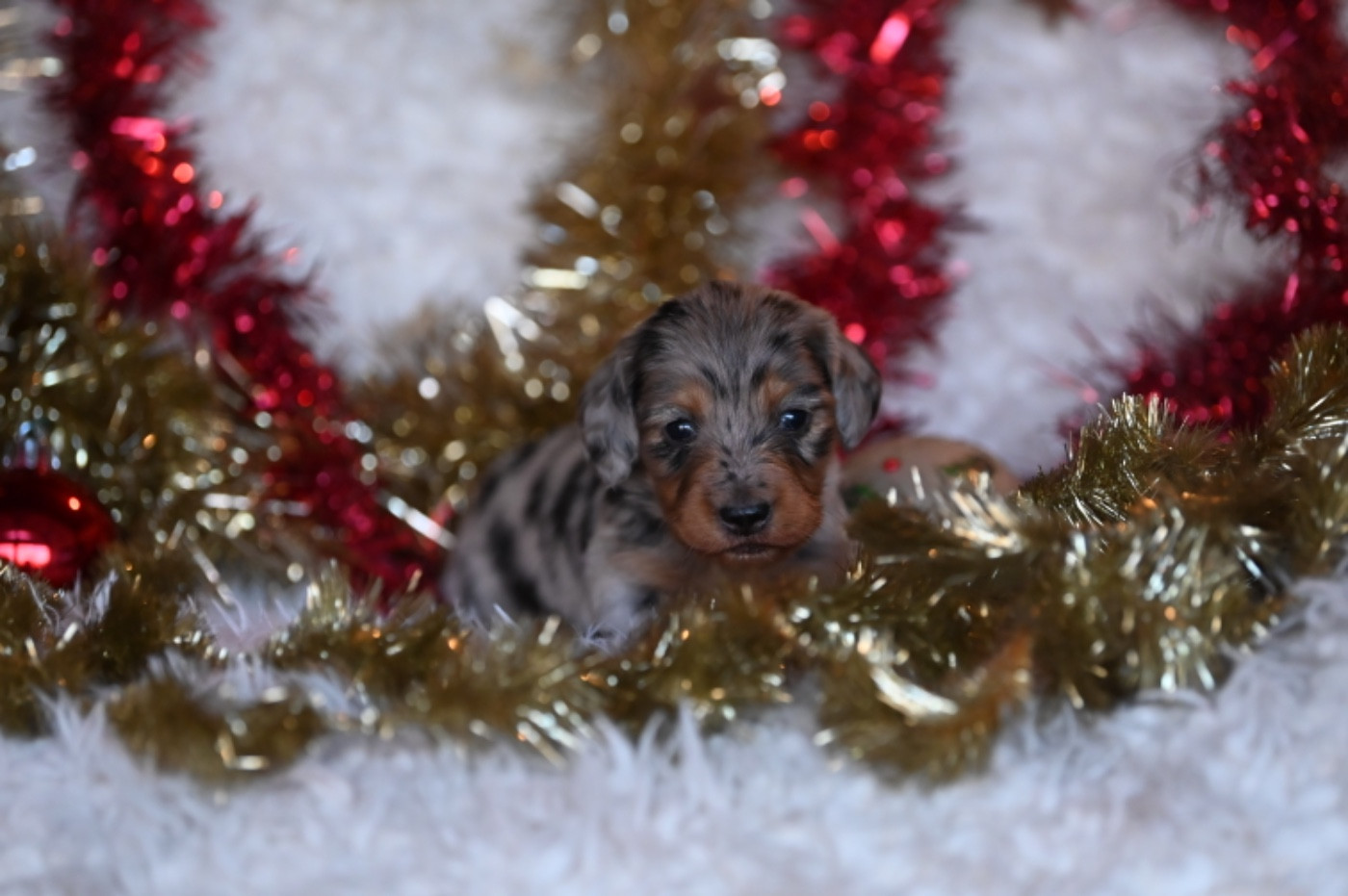 Chiot Teckel poil long Des Diamants De Monte-Carlo