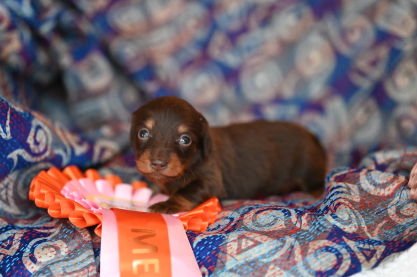 Des Diamants De Monte-Carlo - Chiots disponibles - Teckel poil long