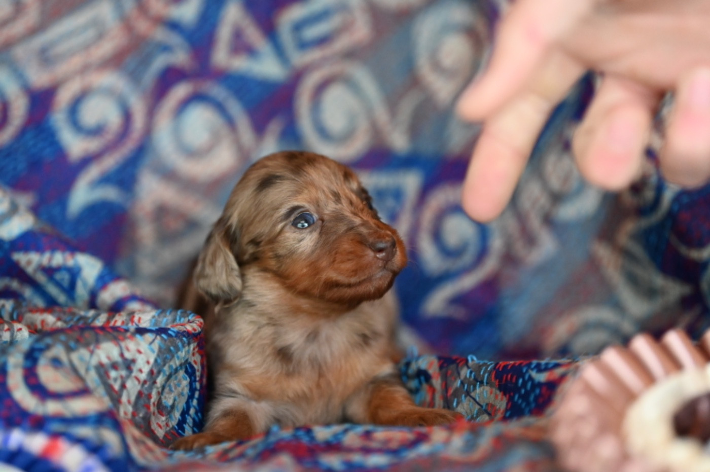 Des Diamants De Monte-Carlo - Chiots disponibles - Teckel poil long