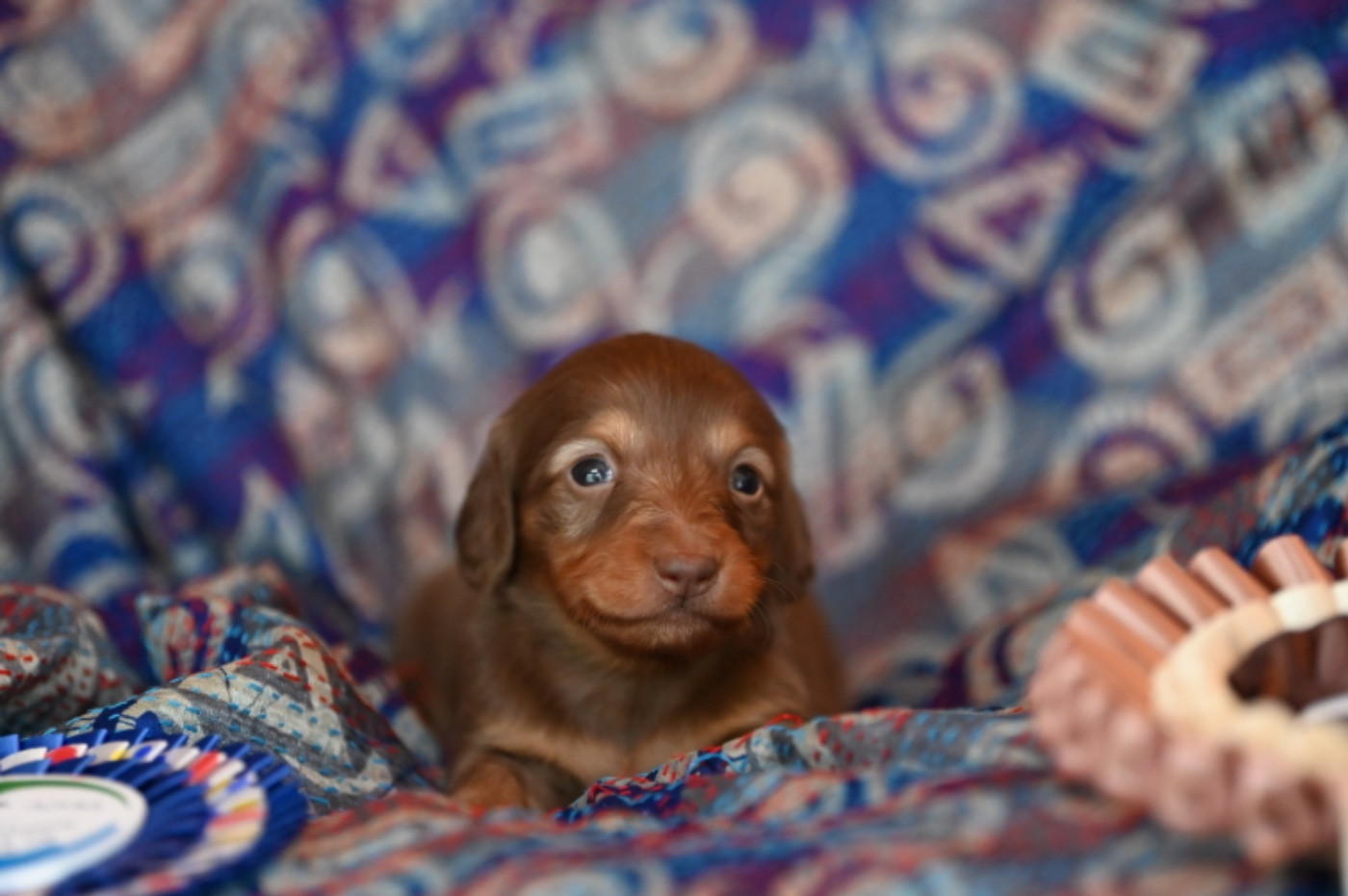 Des Diamants De Monte-Carlo - Chiots disponibles - Teckel poil long
